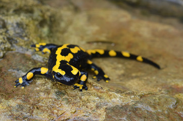 Feuersalamander