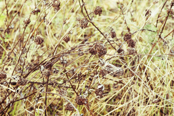 Dry grass field in sunlight. Fall background. Selective focus. Filtered