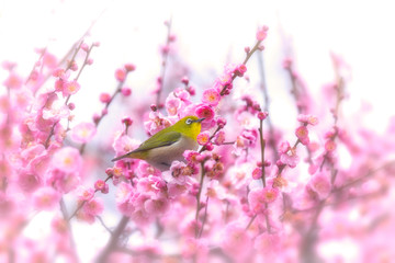 春のメジロ