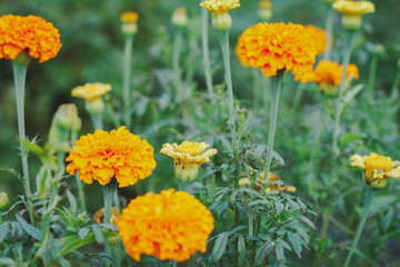 Tagetes in the garden. Tagetes garden flowers. Tagetes - magic flowers