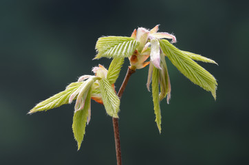 Hainbuche Blattentfaltung
