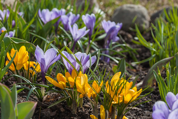 Early yellow and violet crocus flowers in sunny spring day