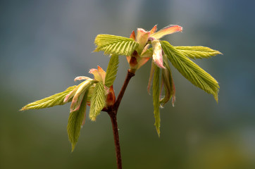 Hainbuche Blattentfaltung