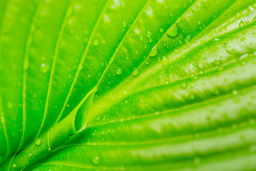 Fresh crisp leaf covered in water droplets after the rain