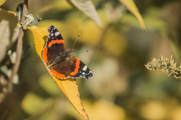 Schmetterling auf Blatt