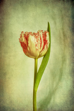 Tulip, pink and white with texture