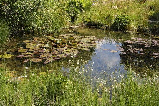 Pond with water lilies in the spring sun.