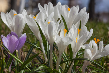 Fototapeta na wymiar Beautiful white crocus flowers in sunny spring day, closeup