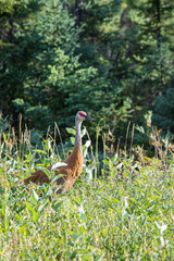 Sandhill crane (Antigone canadensis) walking in high wild grass and low bush at Mackenzie river, Northwest territories ( NWT) Canada.