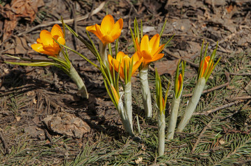 Bright orange crocus flowers growing on the dry ground in sunny spring day