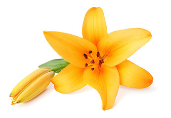 Beautiful orange Lily (Lilium, Liliaceae) with bud  isolated on white background, including clipping path without shade.