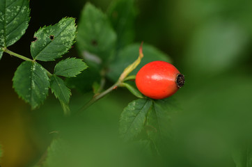 Obraz premium Hagebutte, Heckenrosefrucht