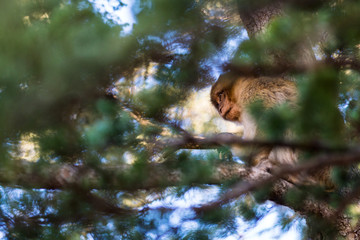 Barbary macaque monkey on a tree in the forest