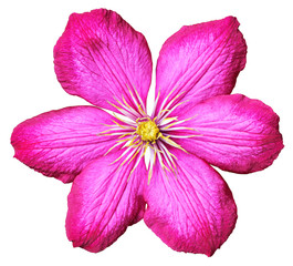 Wonderful red Clematis (Ranunculaceae, Waldreben) isolated on white background, including clipping path.