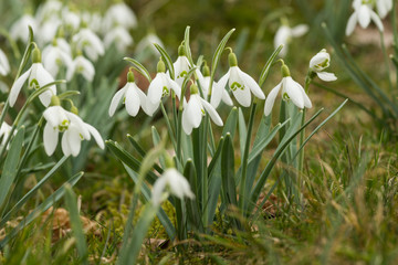 Schneegl&ouml;ckchen