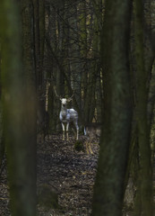 Fototapeta premium white fallow deer in spring forest