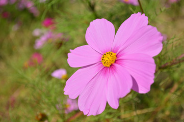 A sunny day in autumn,close-up of bluish pink cosmos flowers © koufuu