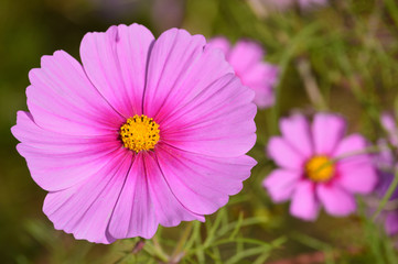 A sunny day in autumn,close-up of bluish pink cosmos flowers © koufuu