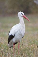 White stork