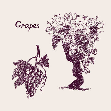 Grapevine tree and bunch of grapes with leaf, inscription, hand drawn doodle, drawing suitable for wine label design, sketch in pop art style, black and white vector illustration