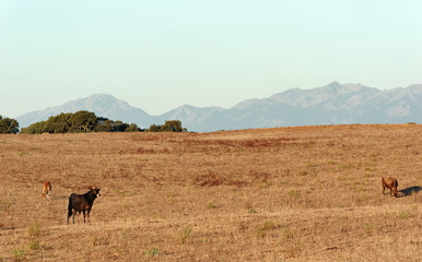 Herd of cows in eastern plain of Corsica island