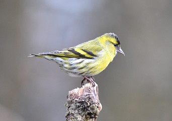 Erlenzeisig Männlich