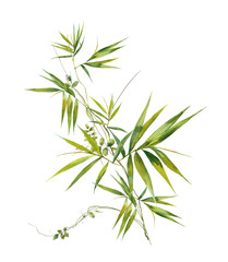 Naklejki  Akwarela ilustracja malarstwo bambusowych liści, na białym tle