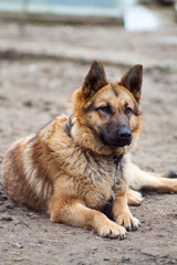 Naklejka na ściany i meble German Shepherd dog guarding the house and protects the host, guardian of property, shepherd-protector, a dog on a chain