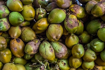 Green coconuts, background. Green floral background of coconuts.