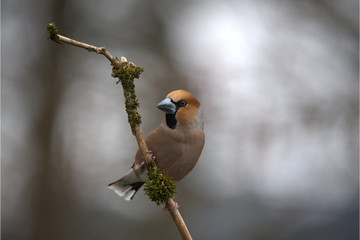 Hawfinch