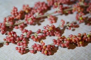 tasty juicy berry sea-buckthorn berries on a branch.
