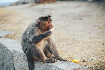 One monkey sits on the stone and eats banana