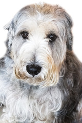 Yorkshire Terrier isolate on white background,front view , technical cost-up.Clipping path