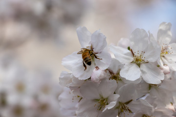 봄의 전령사 벚꽃과 꿀벌의 비행