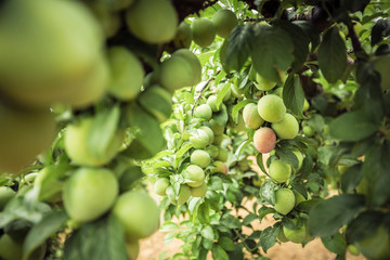 Plum tree. Branches with unripe plums and green leaves. 