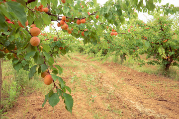 Apricot orchard. Field with apricot trees