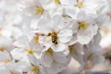 Fototapeta na wymiar 봄의 전령사 벚꽃과 꿀벌의 비행