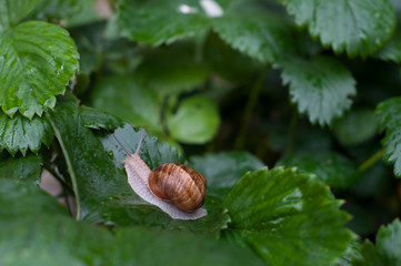 A snail on a wet strawberry leaf .	