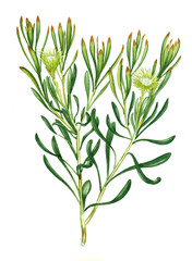Fototapeta na wymiar Illustration of the plant.
