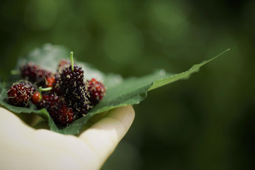fresh mulberry and fresh 