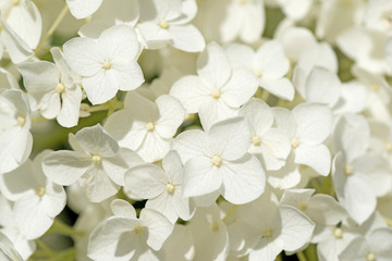 Fototapeta na wymiar Weiße Hortensien, Hydrangea