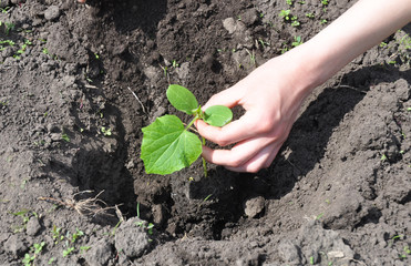 Cucumber planting tips.  Cucumbers: Planting, Growing and Harvesting Cucumber Plants.