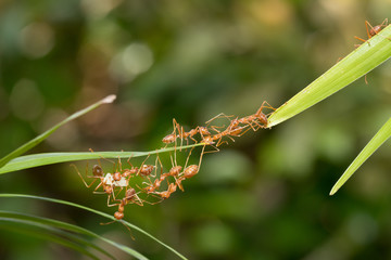 Ant action standing.Ant bridge unity team,Concept team work together