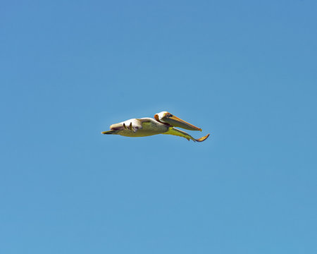 Pelican gliding against a blue sky