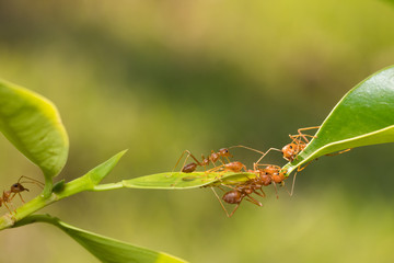 Ant action standing.Ant bridge unity team,Concept team work together