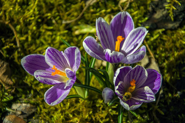 Crocus flowers