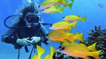 Woman scuba diver and shoal of yellow coral fish