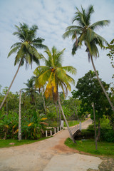 Fototapeta na wymiar Palm trees in the tropics.