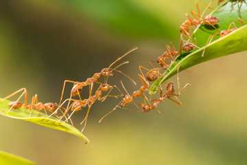 Ant action standing.Ant bridge unity team,Concept team work together