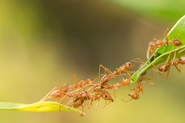 Ant action standing.Ant bridge unity team,Concept team work together
